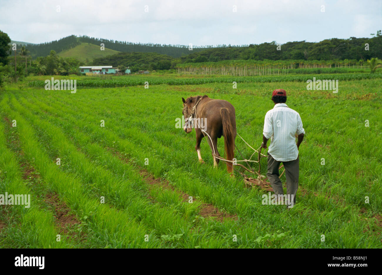 Agriculture in the Highlands, Fiji, Pacific Islands, Pacific Stock Photo