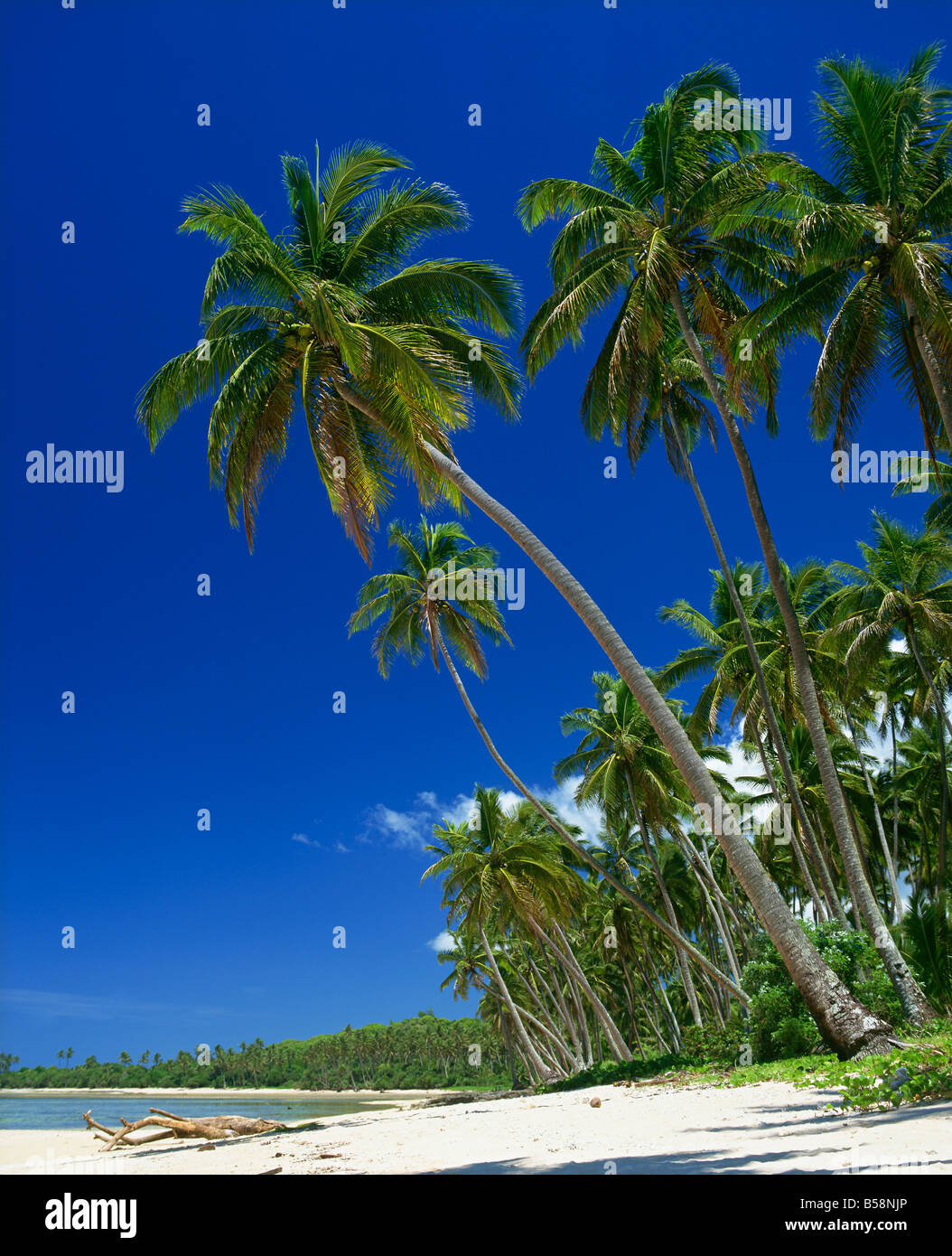 Palm trees on a tropical island beach on the Viti Coral coast in Fiji ...