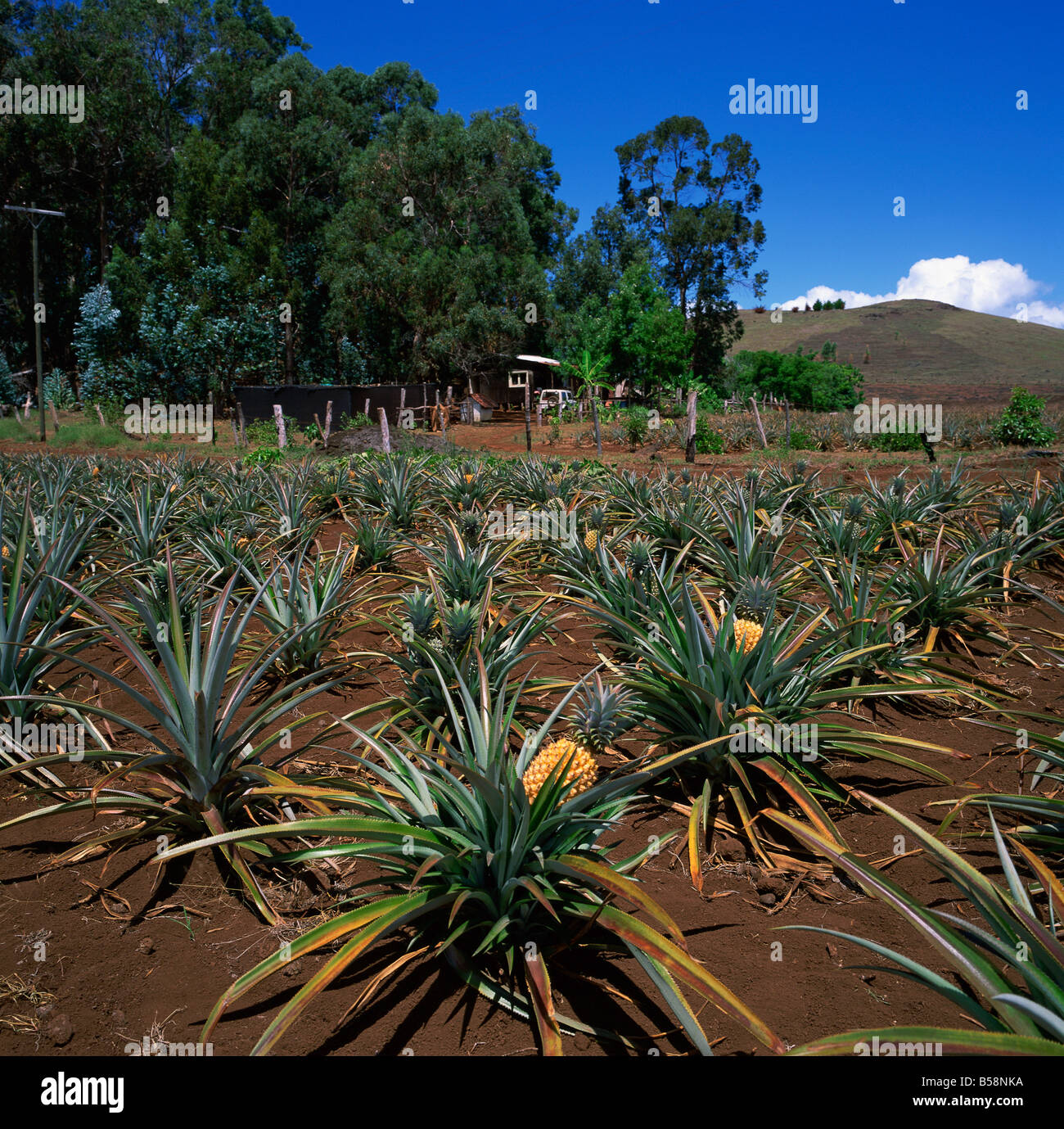 A pineapple farm in the interior of Easter Island Chile Pacific Islands