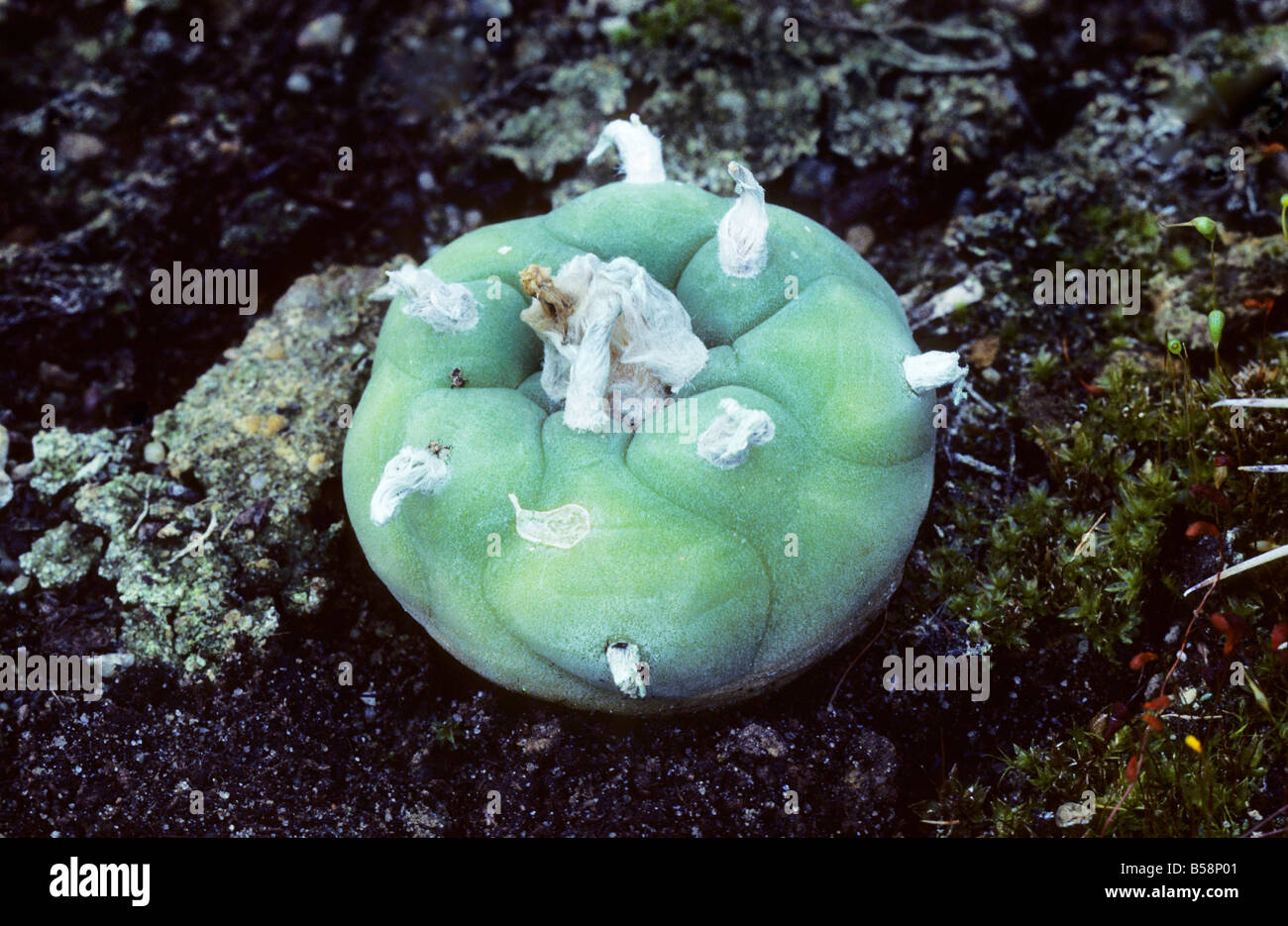 Peyote Cactus Stock Photo