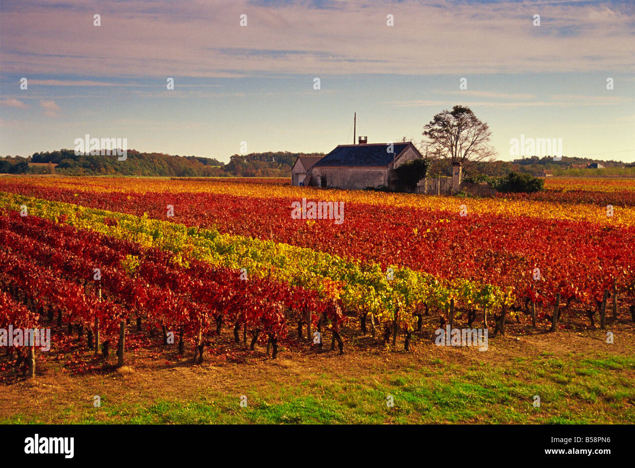 Vineyards near Loches Indre et Loire Touraine Loire Valley France Europe Stock Photo