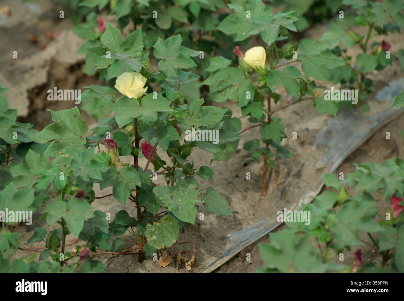 White gold cotton plants Xinjiang China Asia Stock Photo Alamy