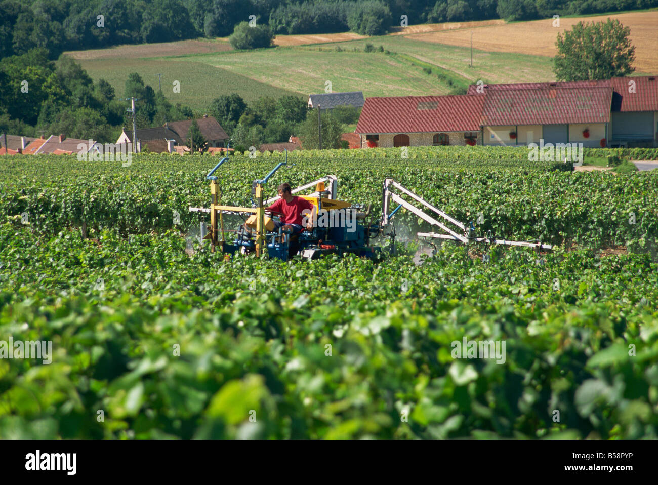 Spraying grape vines Savigny Champagne Ardenne France Europe Stock Photo