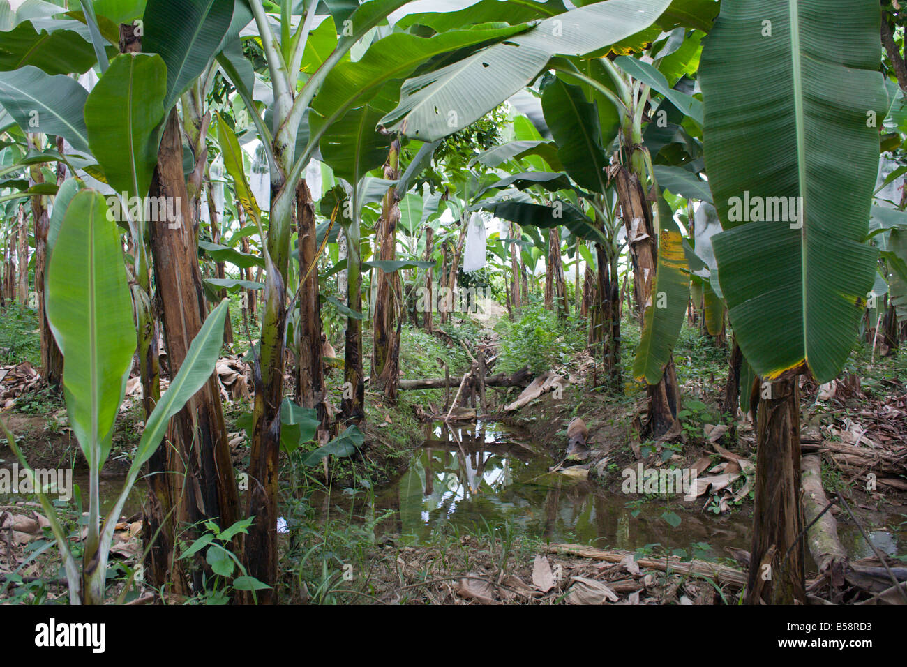 Organic Banana trees on a plantation near Machala in Ecuador, South America Stock Photo