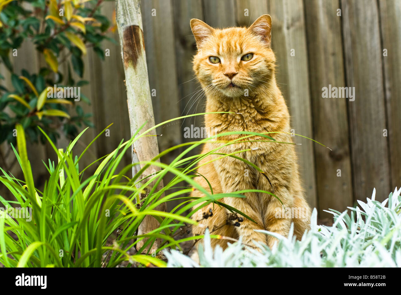 Ginger cat in garden bed Stock Photo Alamy