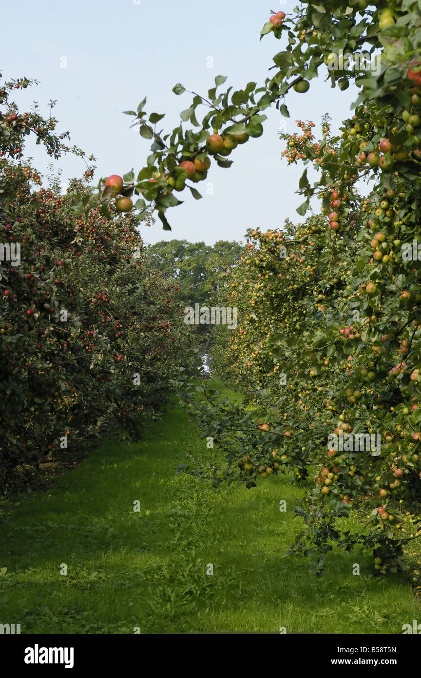 apple orchard Stock Photo