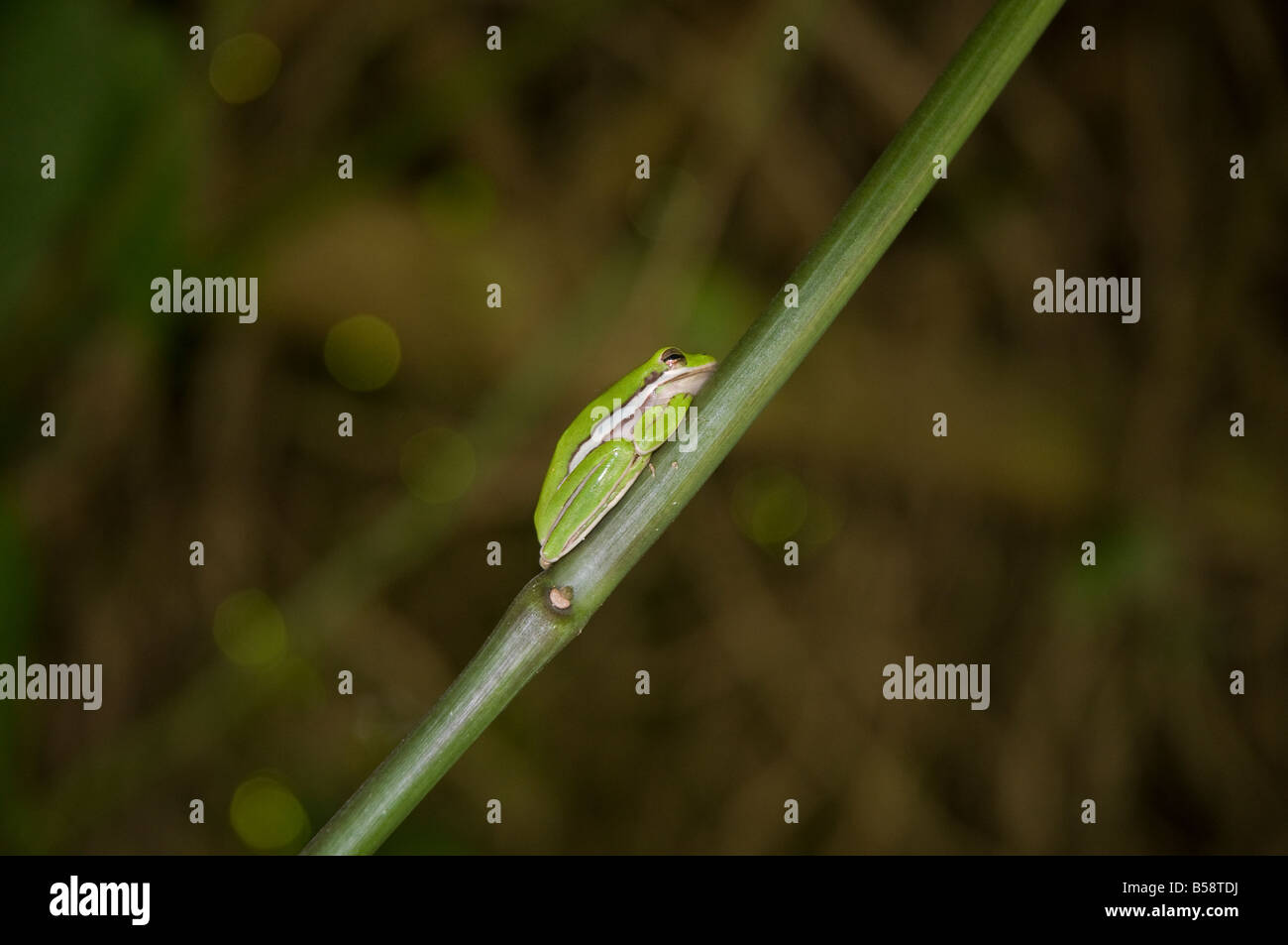 tiny tree frog on vine at Kanapaha Gardens Gainesville Florida Stock Photo