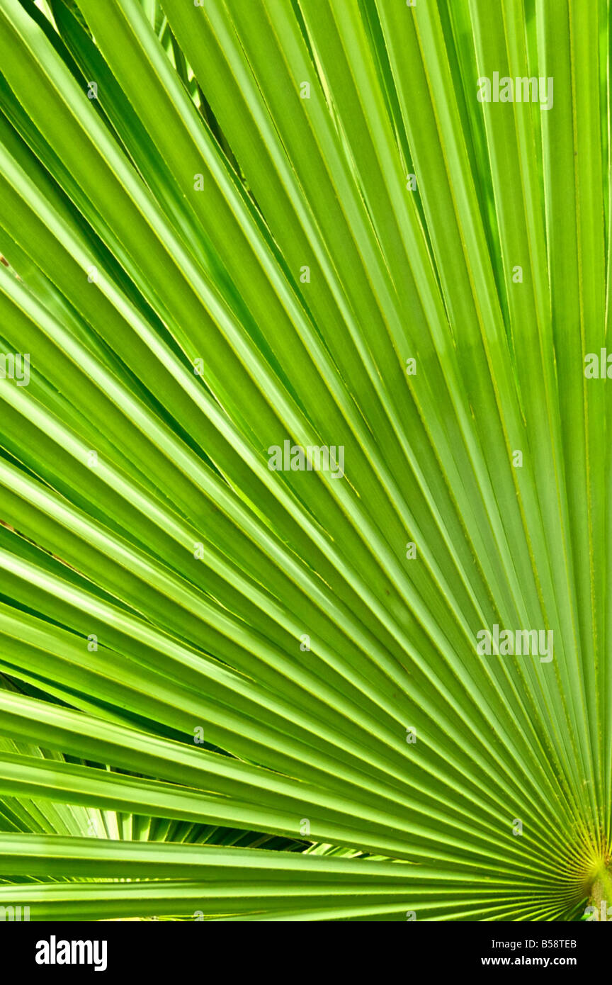 Tropical plant abstraction Stock Photo
