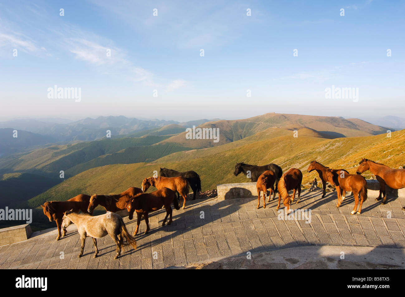 Horses roaming free, Wutaishan (Five Terrace Mountain) one of China's sacred Buddhist mountain ranges, Shanxi province, China Stock Photo