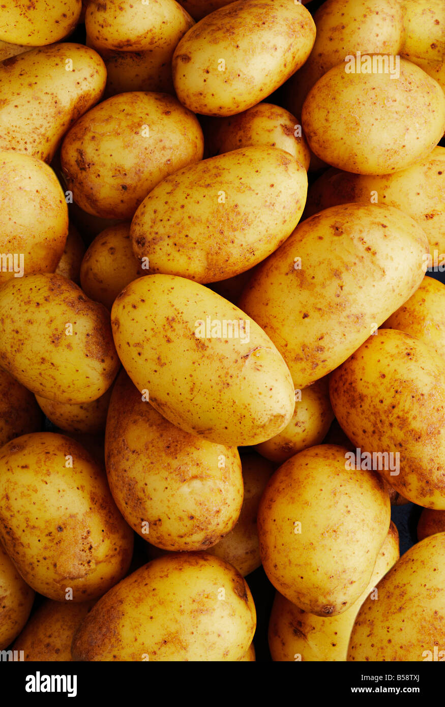 Charlotte Potatoes Stock Photo