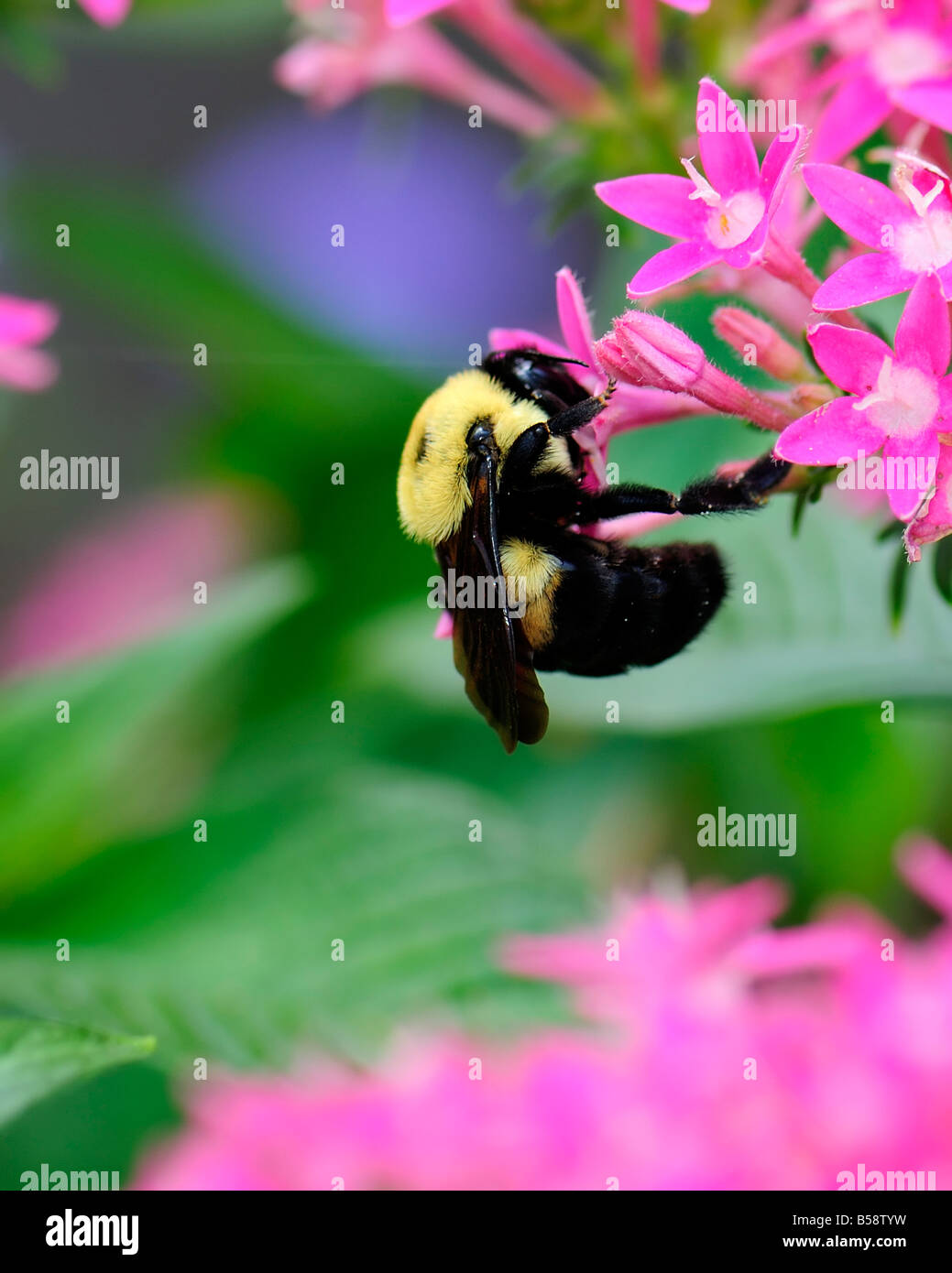 A bumblebee, Bombus, feeds on Pentas lanceolata flowers. Oklahoma, USA