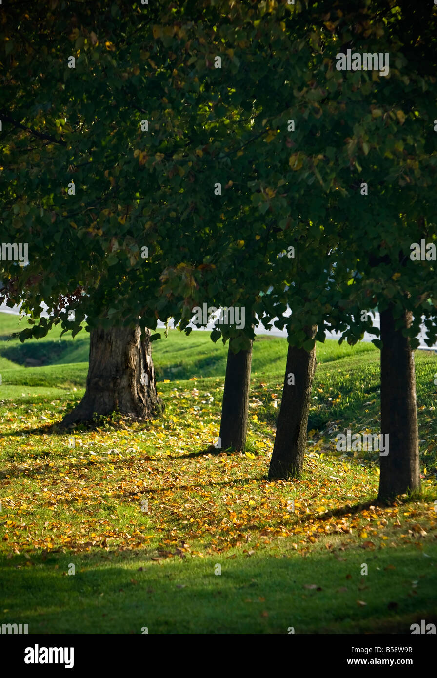 trees with falling leaves on the ground Stock Photo - Alamy