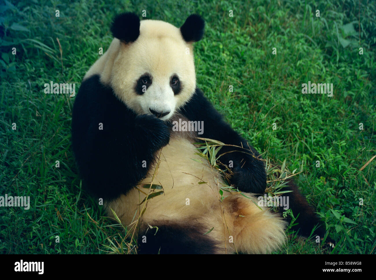 Giant Panda Sichuan Province China J Sweeney Stock Photo Alamy Giant Panda Sichuan Province China J Sweeney Stock Photo Alamy
