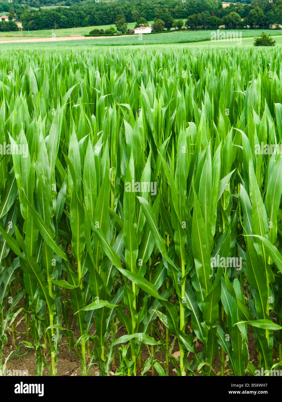 Field of maize in Tarn et Garonne, Southwest France, Europe Stock Photo