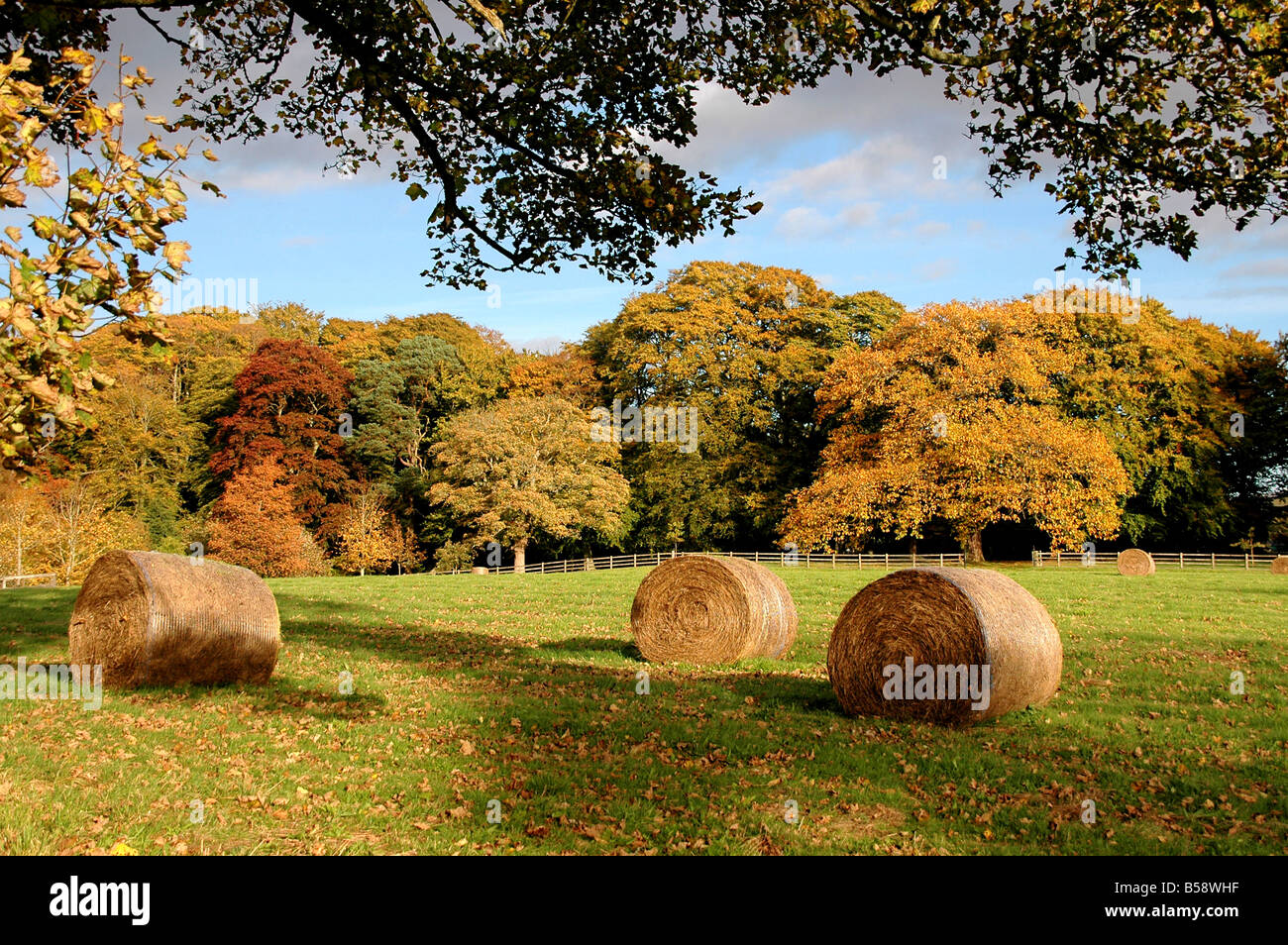 Hay bales lie in a field surrounded by autumnal trees. Stock Photo