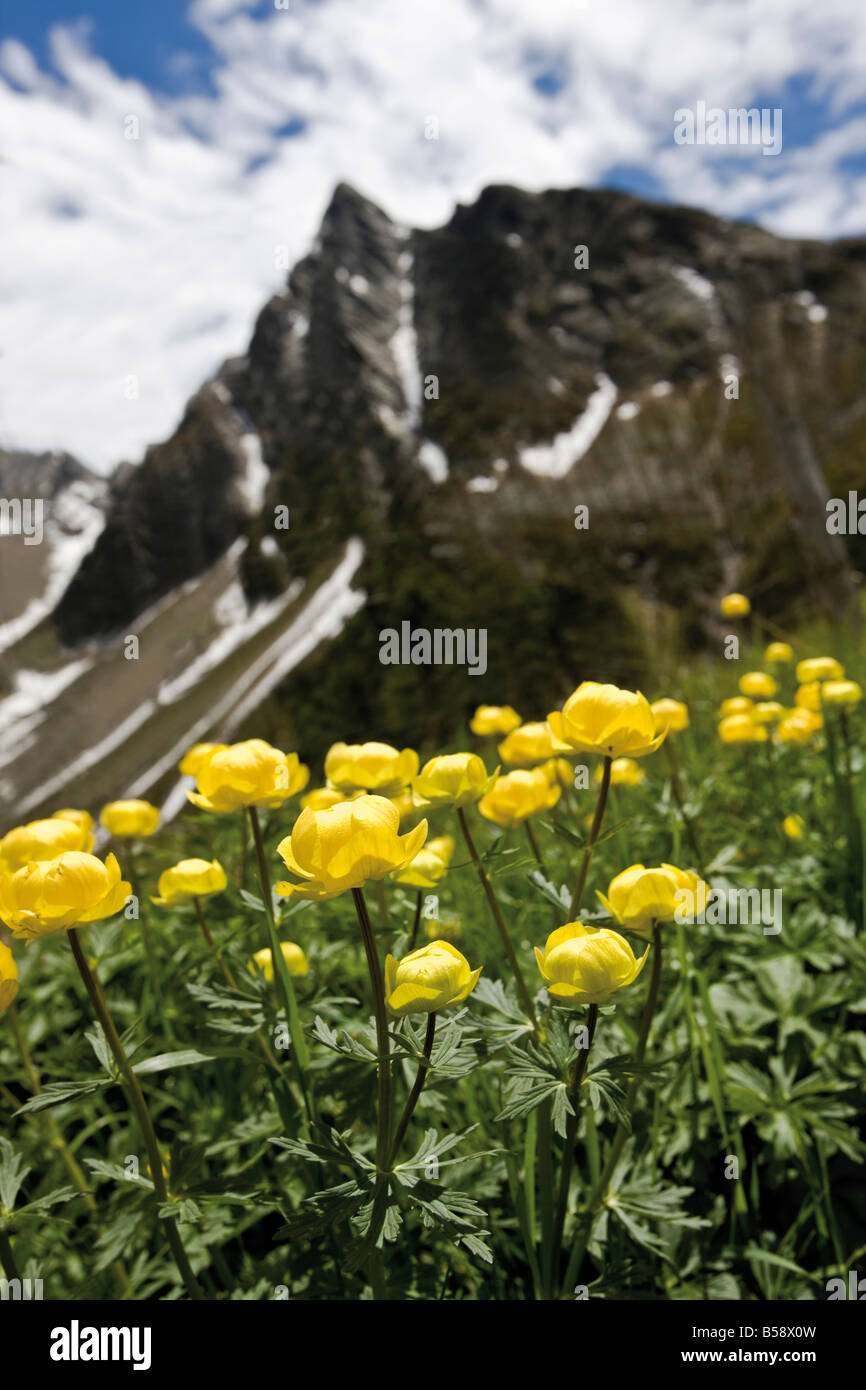 Italy, South Tyrol, Globe Flowers (Trollius europaeus), close-up Stock Photo