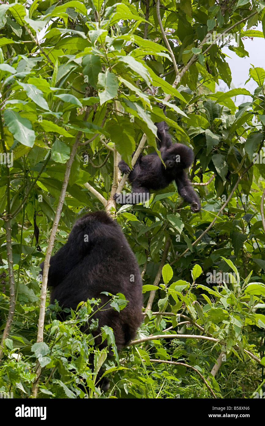 Mountain gorilla (Gorilla gorilla beringei) with her young baby, Rwanda (Congo border), Africa Stock Photo