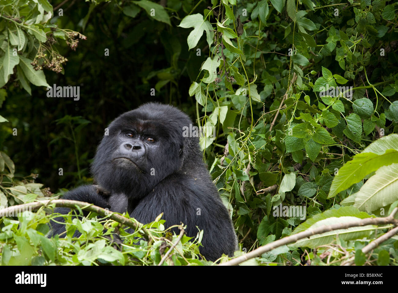 Silverback, Mountain gorilla (Gorilla gorilla beringei), Rwanda (Congo border), Africa Stock Photo