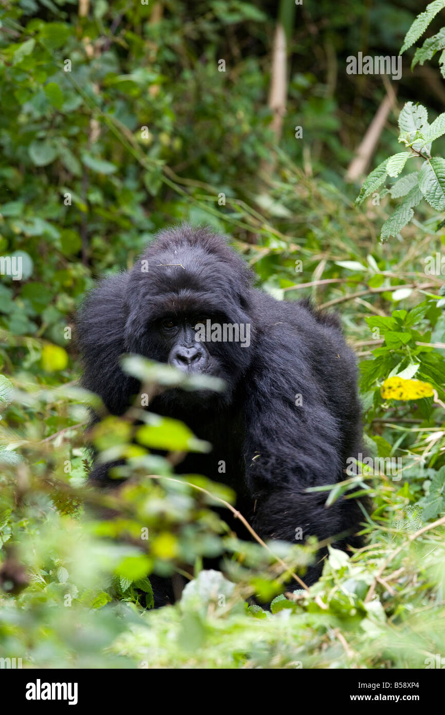 Mountain gorilla (Gorilla gorilla beringei), Rwanda (Congo border), Africa Stock Photo