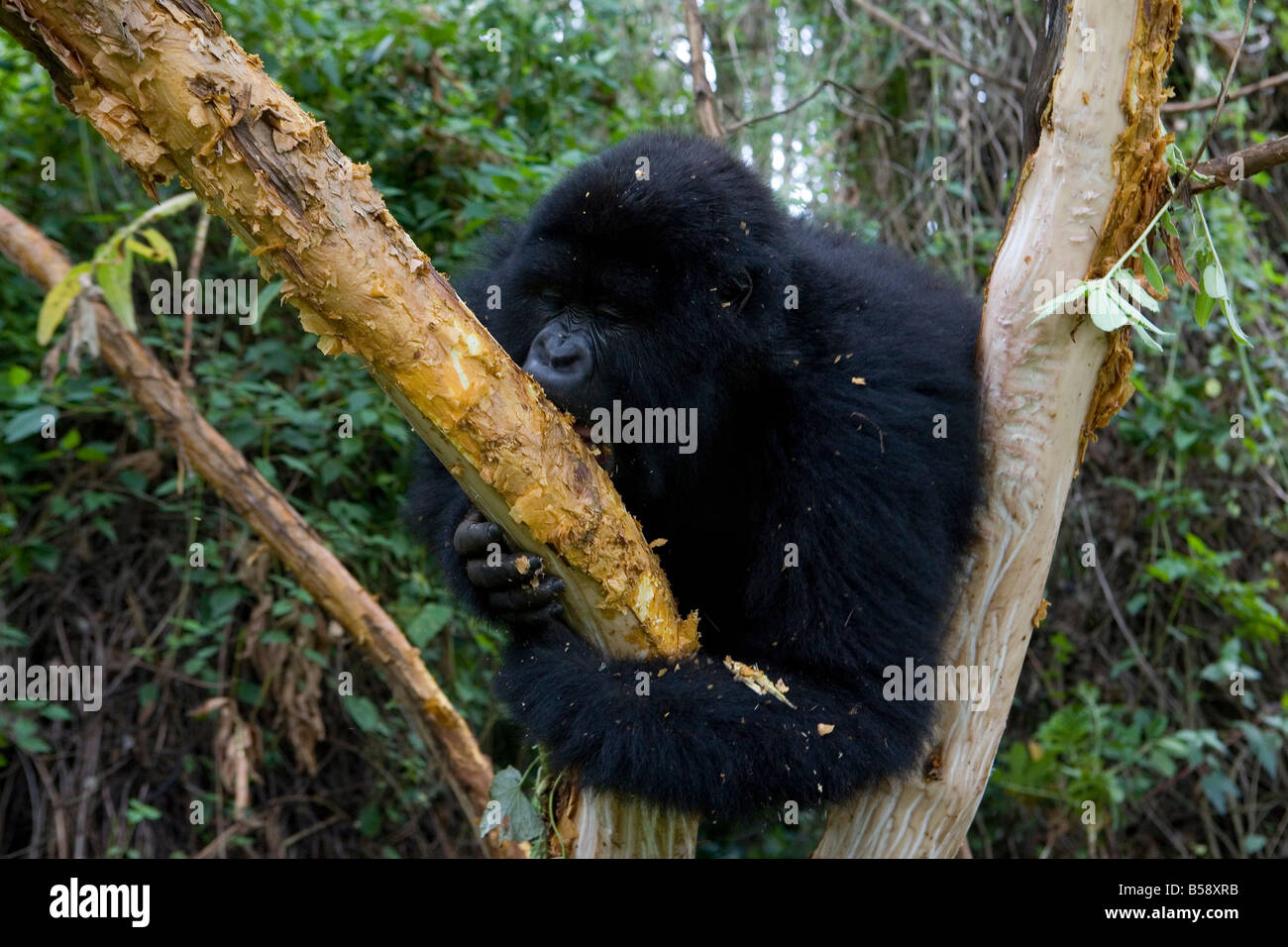 Mountain gorilla (Gorilla gorilla beringei), Rwanda (Congo border), Africa Stock Photo