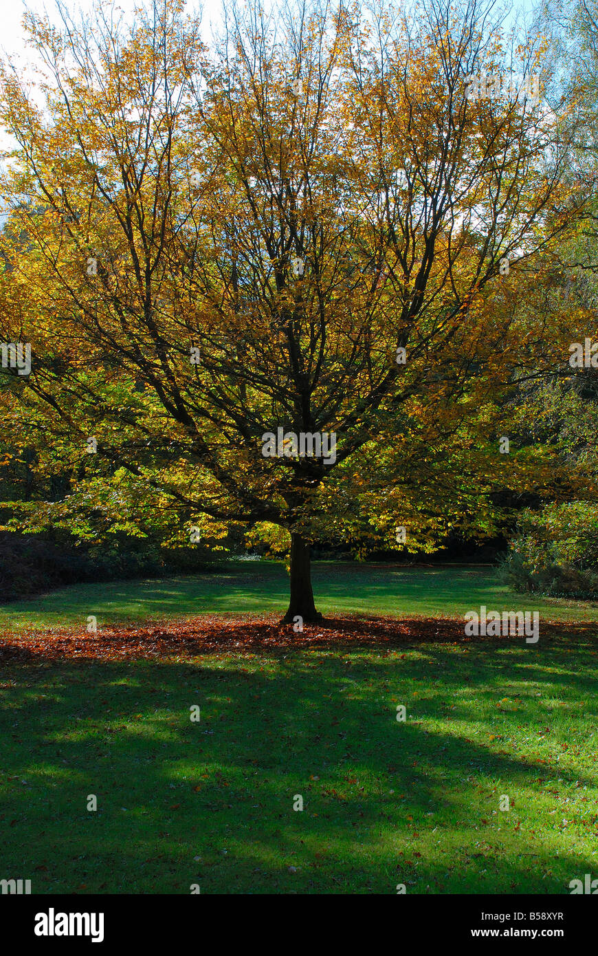 Southampton common in southampton hires stock photography and images