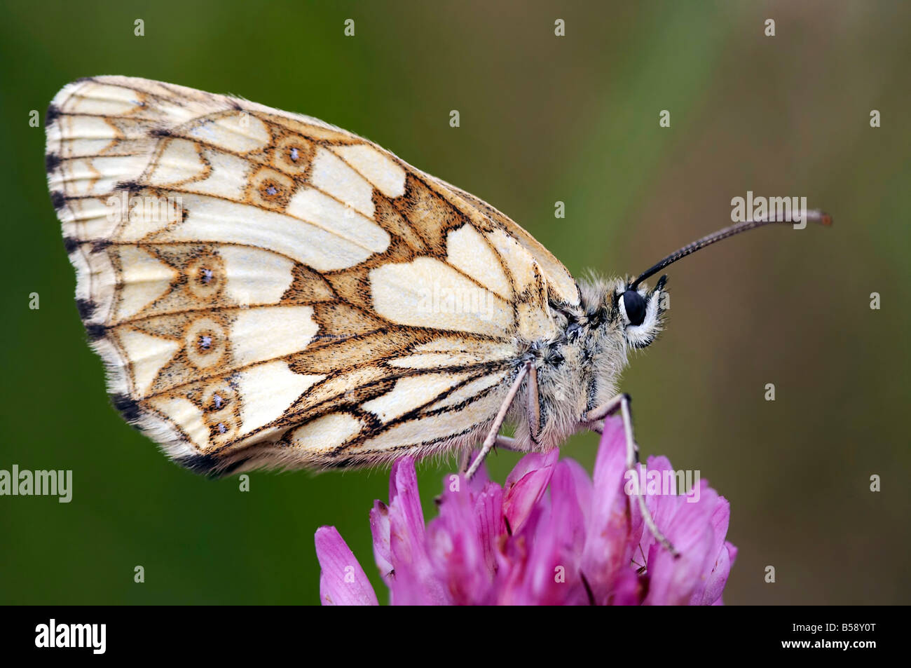 close-up of the satyrid butterfly - meadow brown - on the flower Stock Photo