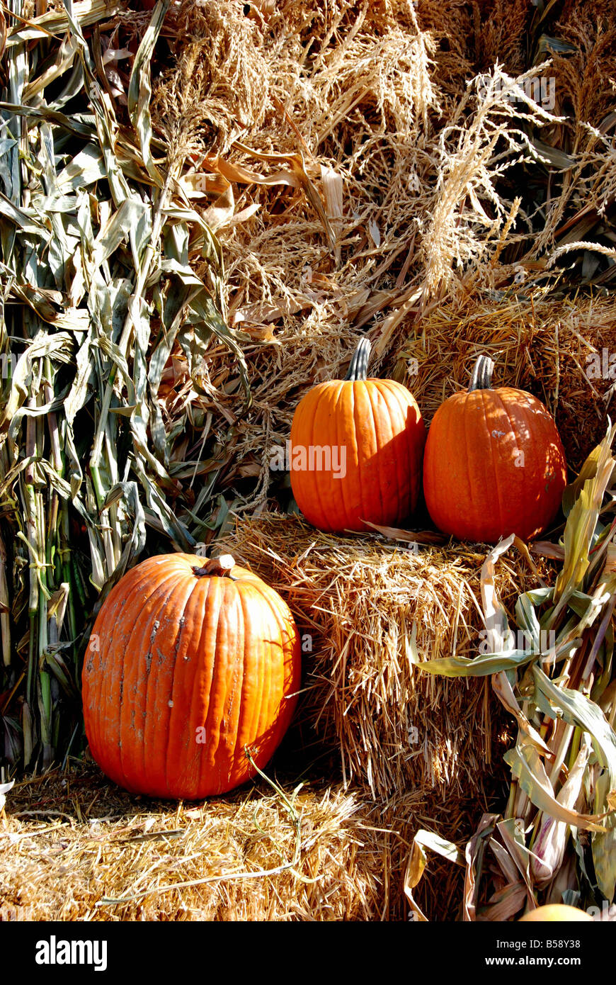 Pumpkins on Hay Bales (Cucurbita pepo) Stock Photo