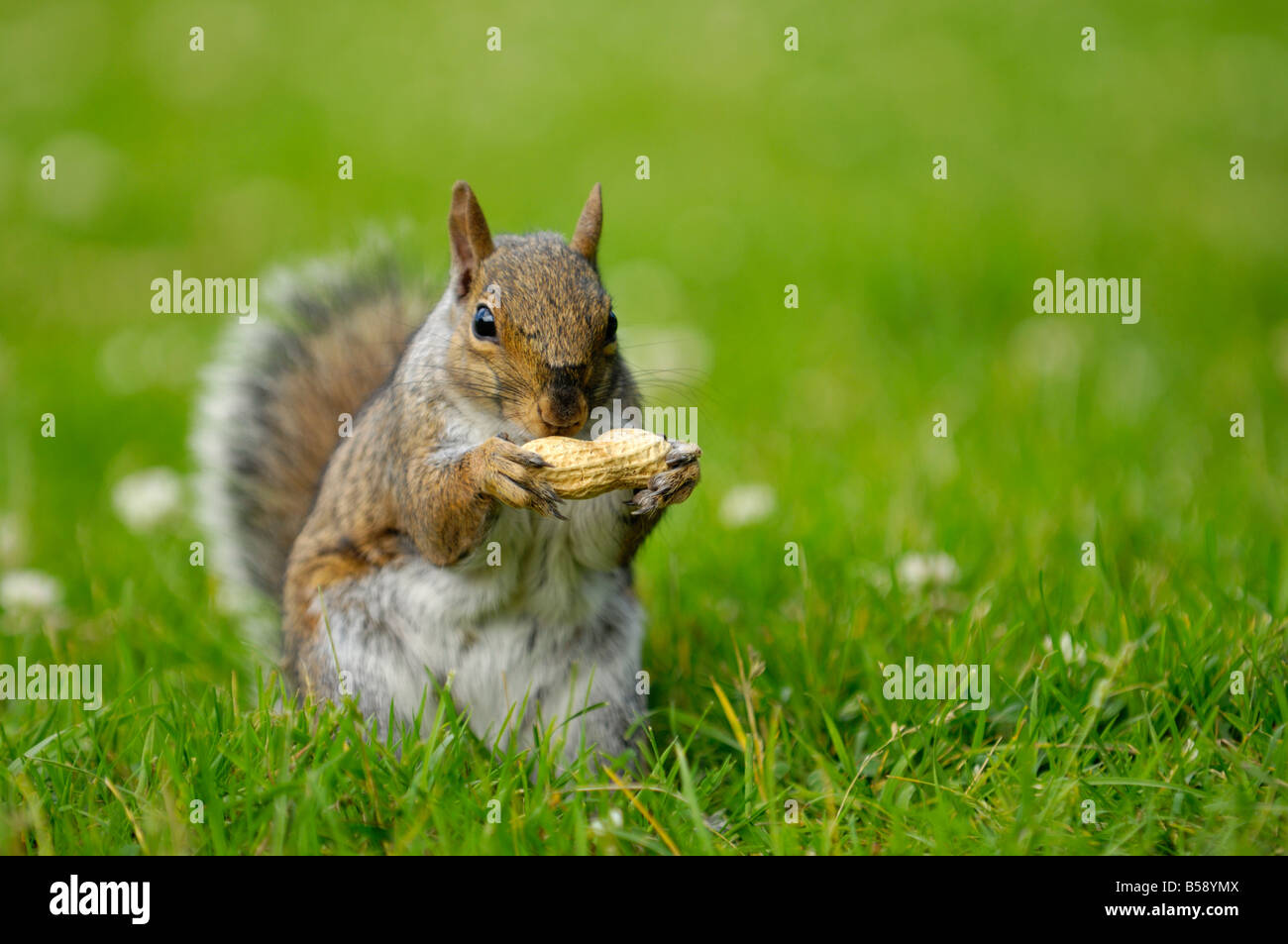 Gray squirrel eating a peanut Stock Photo
