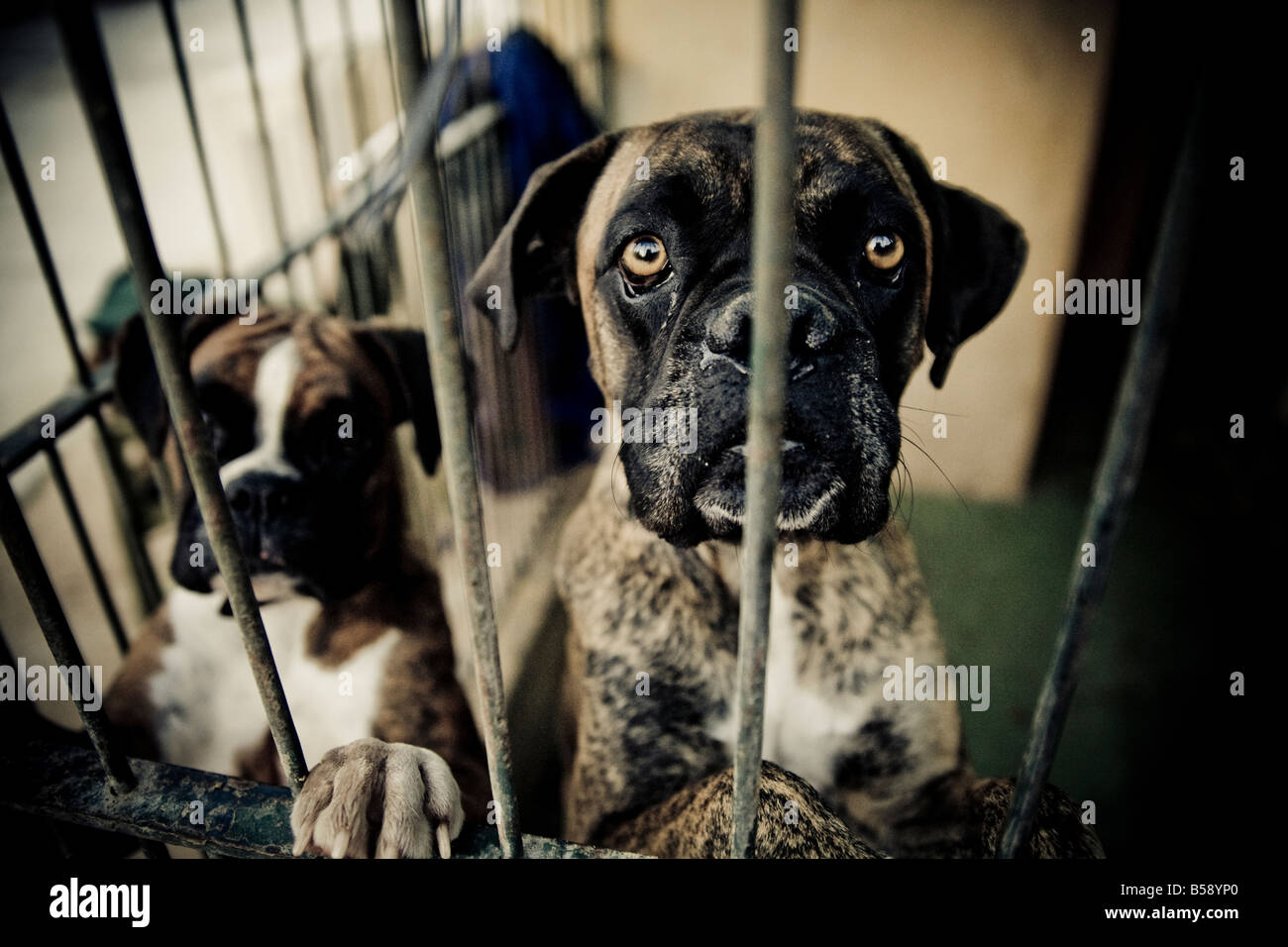 Two boxers from an animal shelter. Stock Photo