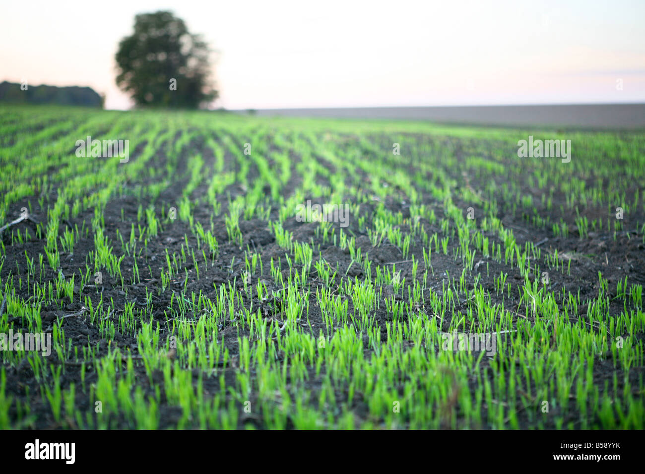 Greend Rice Field Green rice field Stock Photo - Alamy
