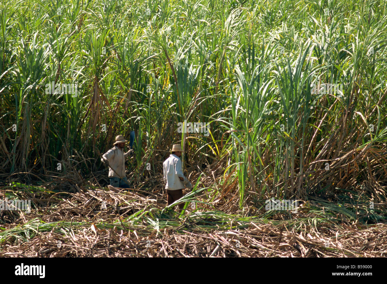 Harvesting sugar cane by hand Valle de los Ingenios Trinidad Cuba West Indies Central America Stock Photo