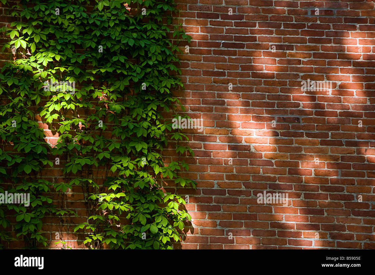 Brick wall with vines Stock Photo Alamy