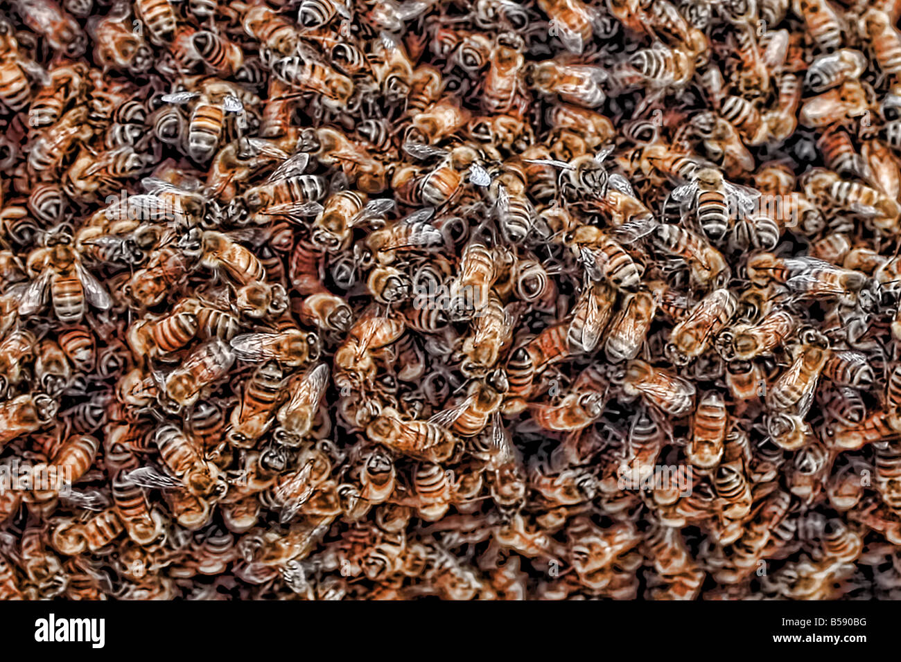USA. These bees are busy building a bee hive. Stock Photo