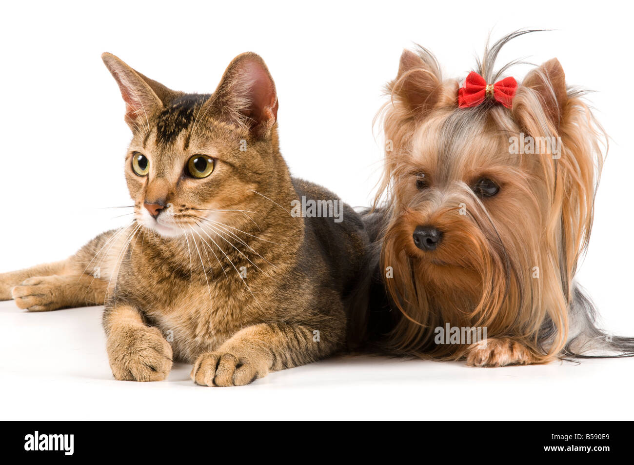 The terrier and cat in studio Stock Photo