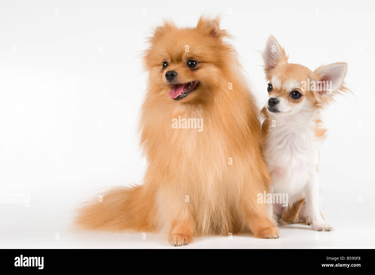 Метис шпица и чихуахуа. Помчи шпиц и чихуахуа. Собаки шпиц и чихуахуа. Шпиц+ чихуахуа. Шпиц и чихуахуа.