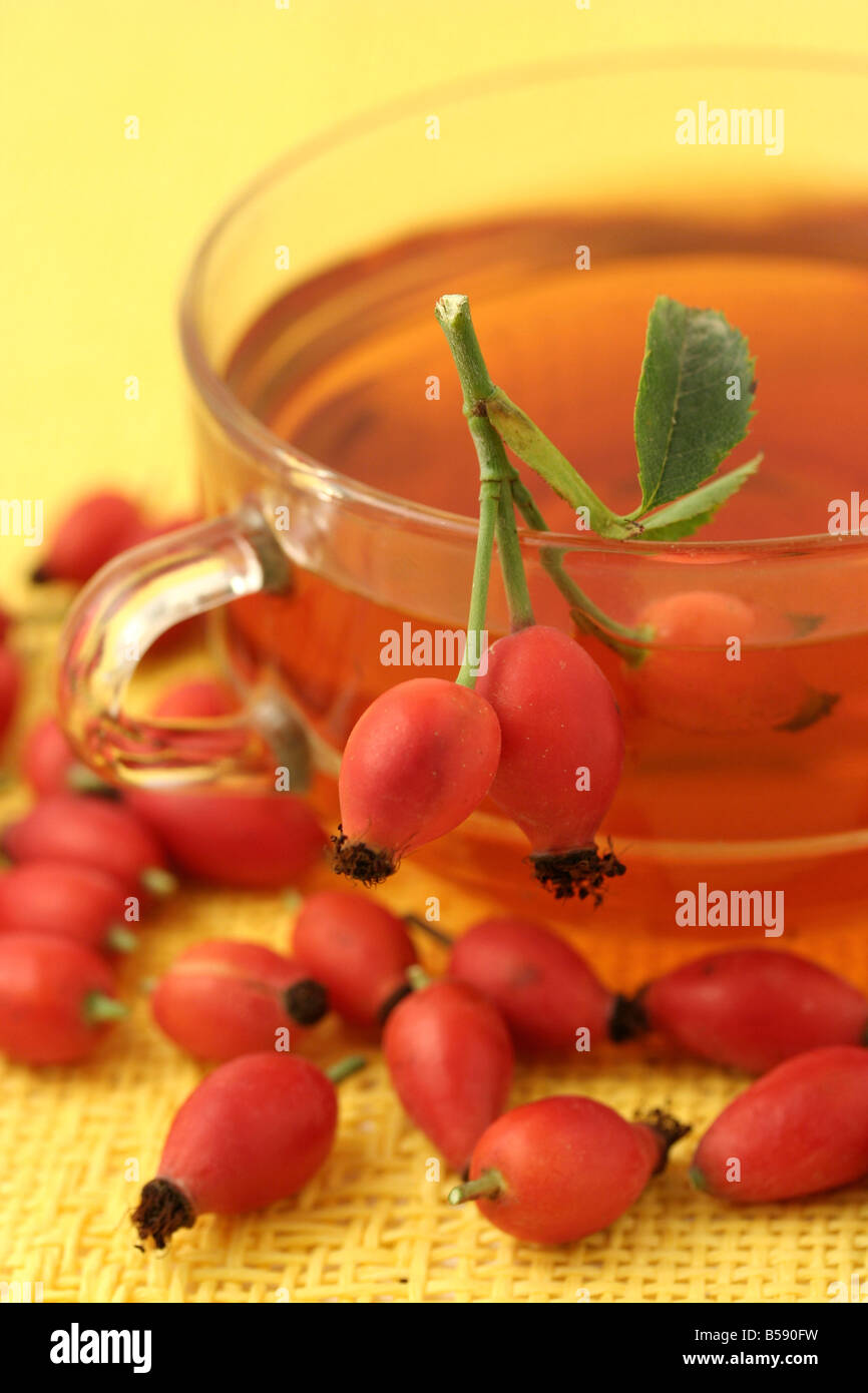 Rose hips infusion Rosa canina Stock Photo Alamy