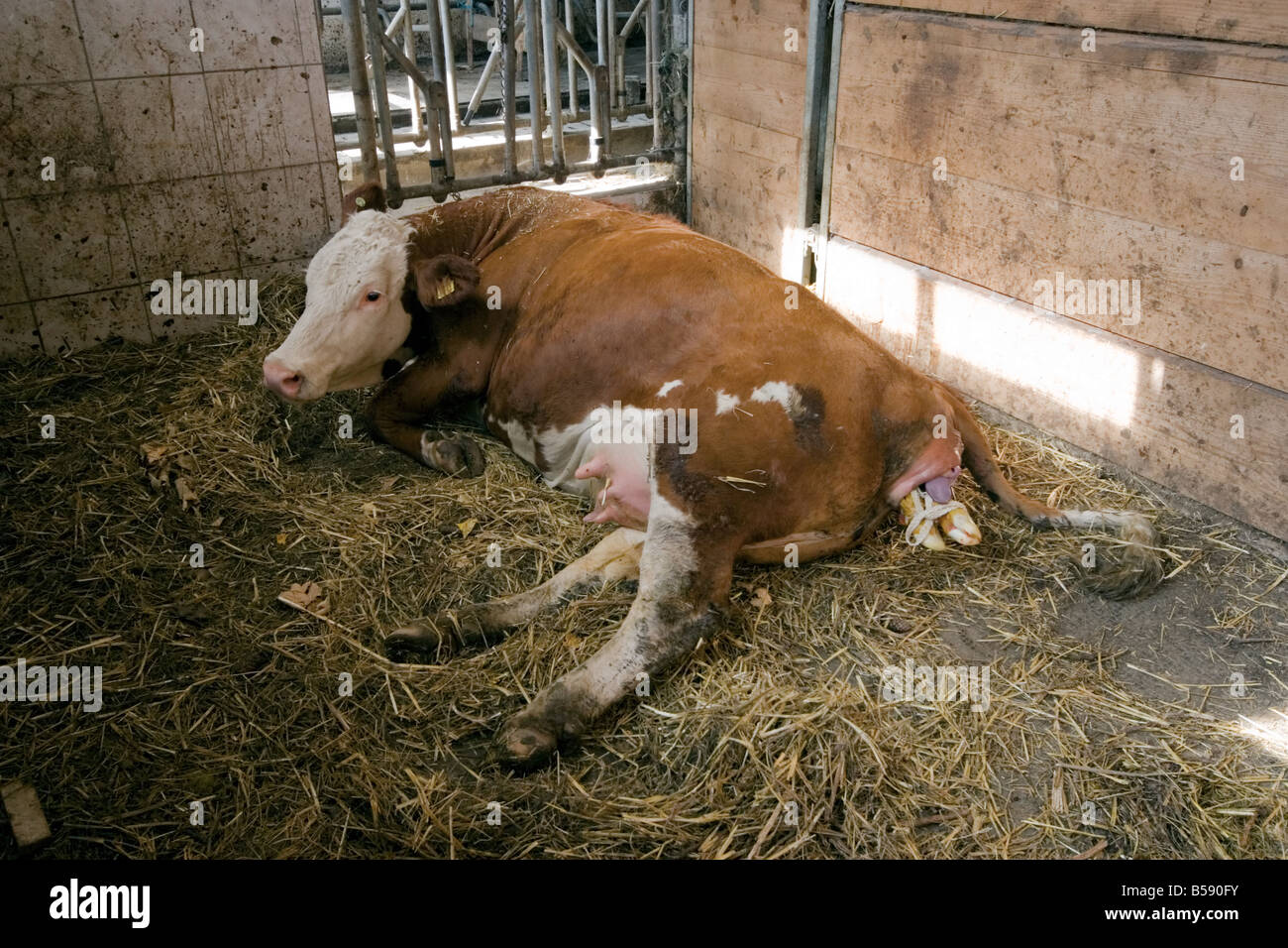 Cow in the early stages of giving birth Stock Photo