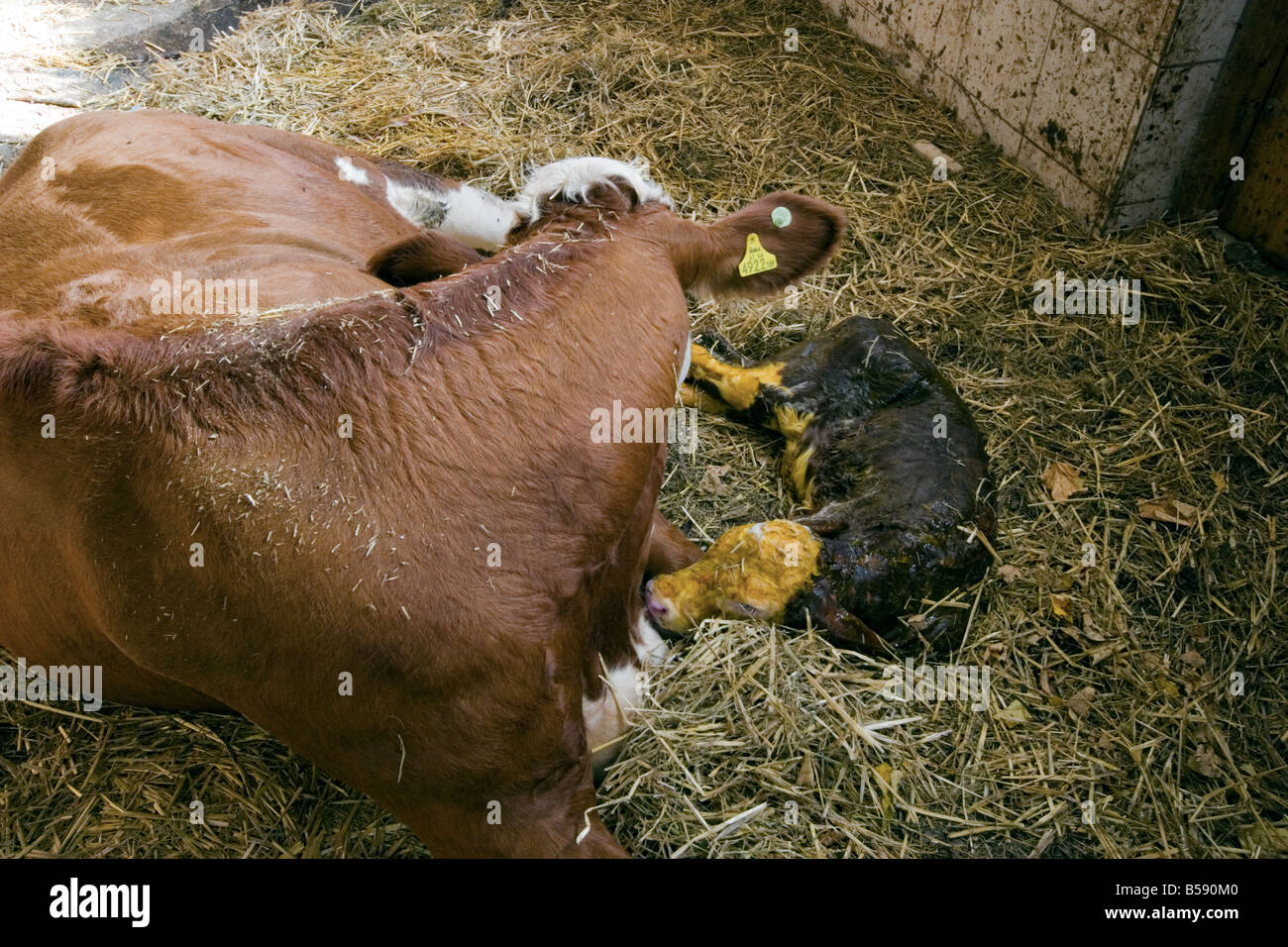 pregnant cow giving birth