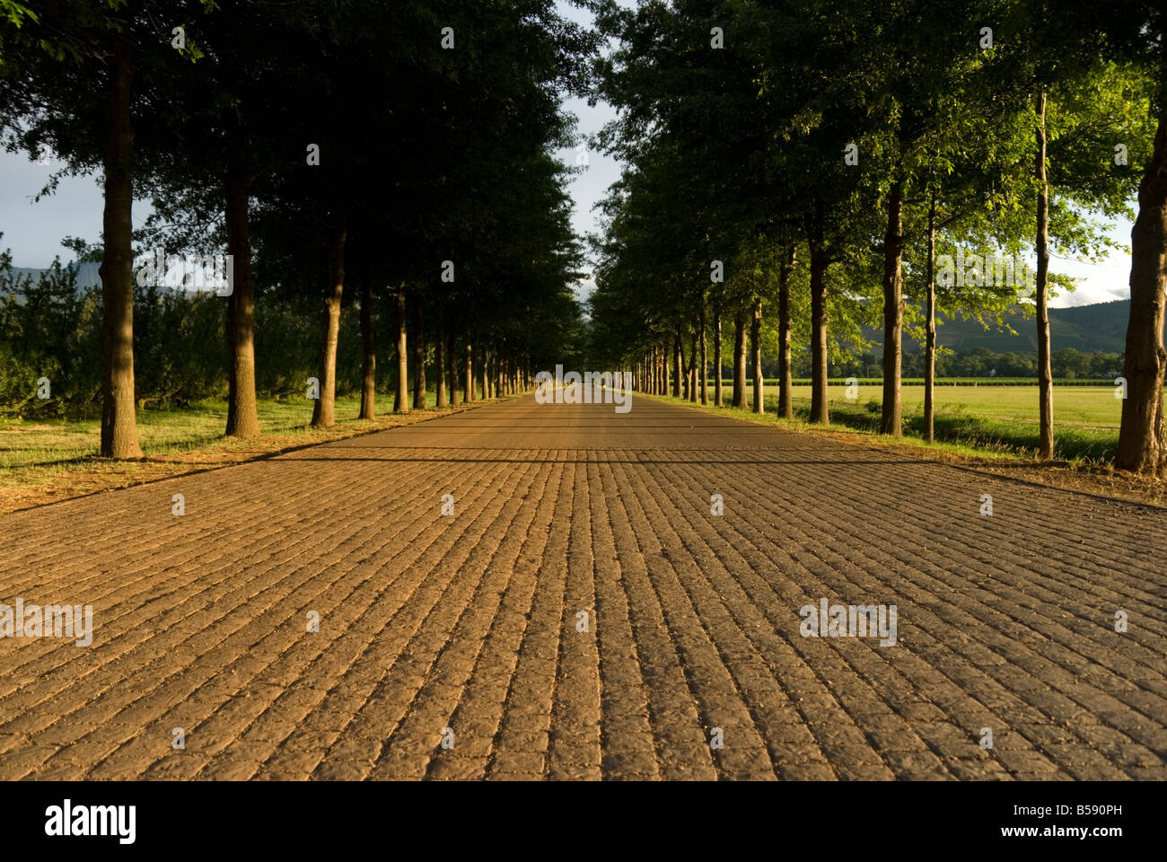 Tree lined paved road taken from a low angle with great perspective Stock Photo
