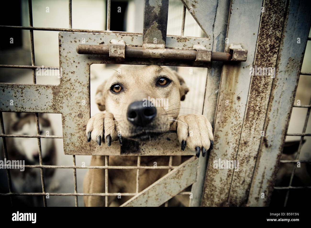 Dog in animal shelter. Stock Photo