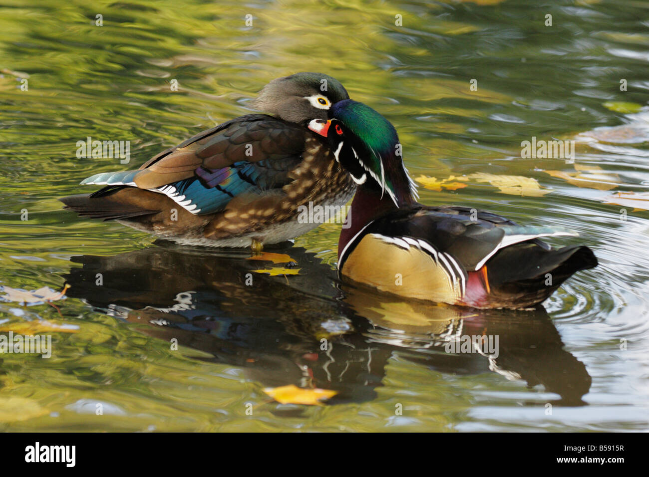 Wood duck drake preening mate Victoria British Columbia Canada Stock Photo