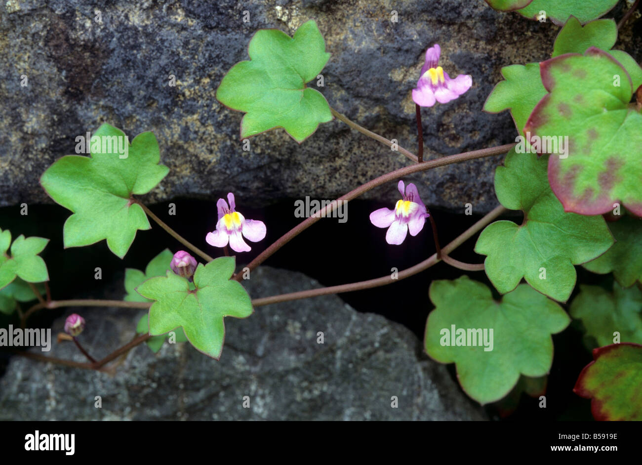 Ivy-leaved Toadflax Stock Photo