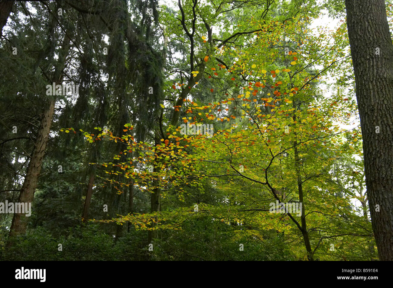 Trees in the New Forest on Rhinefield Road in Hampshire England UK Stock Photo