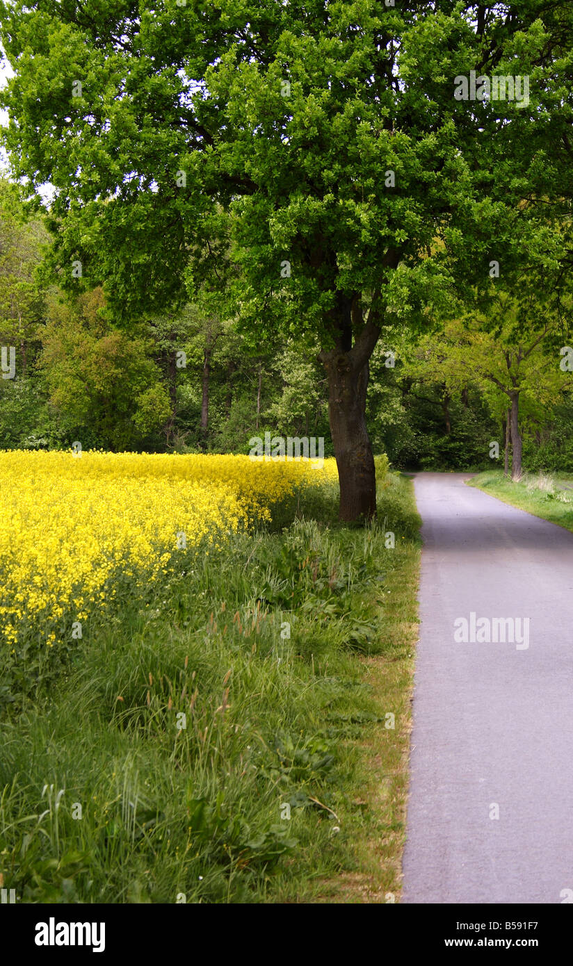 Rape field and tree Stock Photo - Alamy