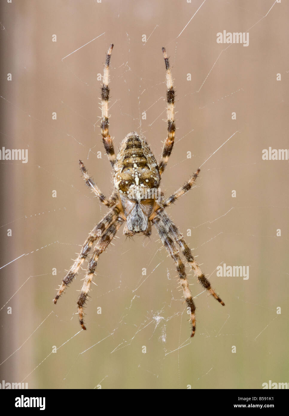Large Female Common Garden Spider In Her Web In A Cheshire Garden