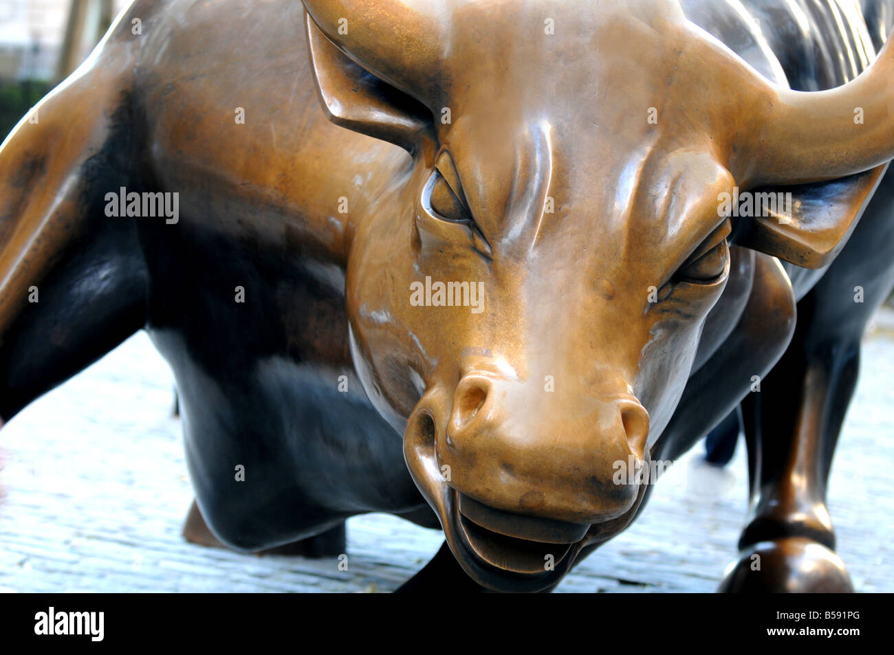 face on shot of wall st famous "wall st. bull" in financial district on