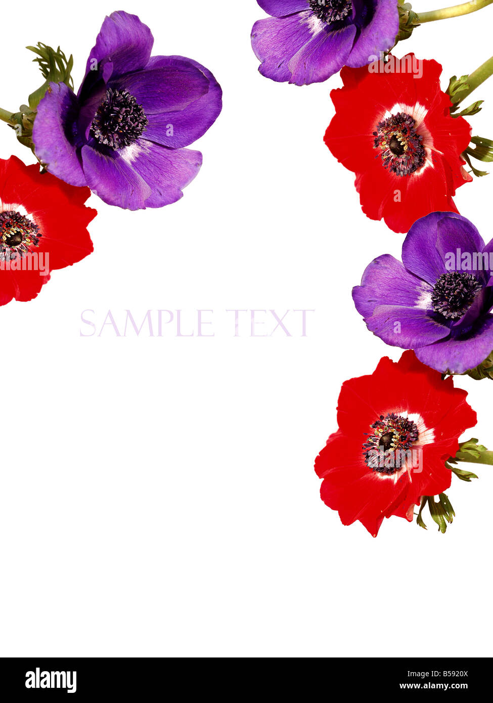 Poppy Anemone Background with space for text Stock Photo - Alamy