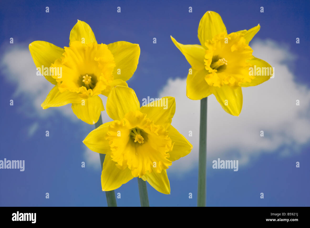 Yellow Daffodil Flowers Stock Photo Alamy