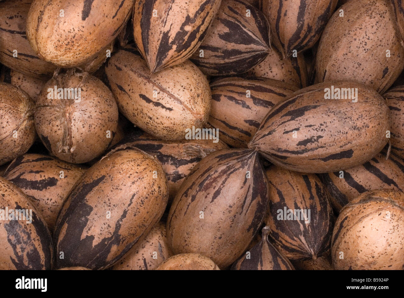 The pecan Carya illinoinensis or illinoensis is a species of hickory tree. Stock Photo