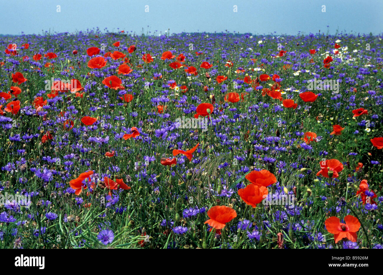 Common Poppy and Cornflower Stock Photo